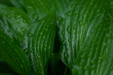 Yeşil yapraklı arka plan. Doğal arka plan ve duvar kağıdı..