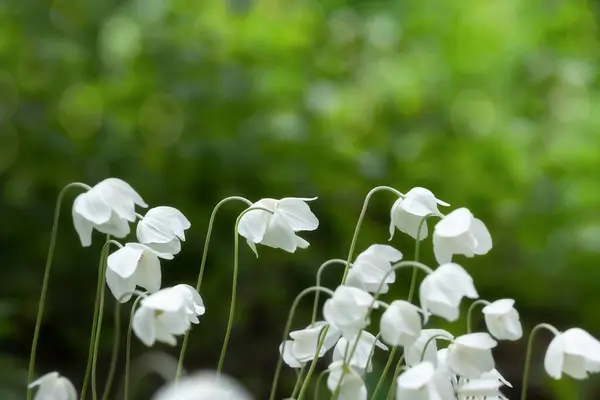 Flores Anêmona Branca Jardim Fundo Bela Primavera — Fotografia de Stock