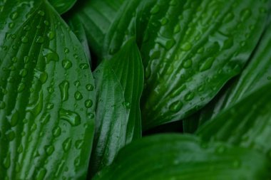 Yeşil yaprakların doğal arka planında su damlaları var. Doğa konsepti..