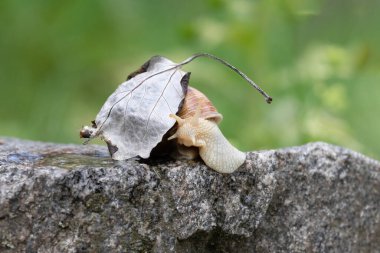 Sıradan bir bahçe salyangozu kuru bir yaprağın altında, bulanık bir arka planda saklanır..