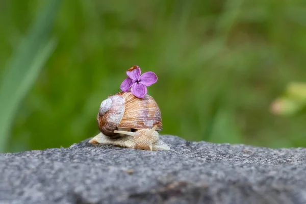 Cute grape snail crawls on a stone with a lilac flower on its head.Grape snail in the wild.Cute greeting card with a snail.