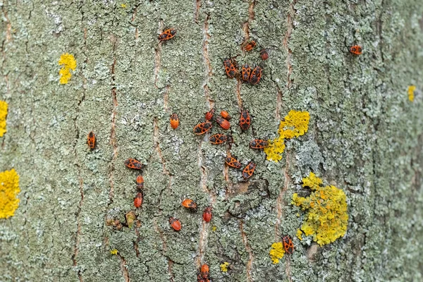 Uma Colônia Besouros Soldados Vermelhos Uma Árvore Primeiro Besouro Início — Fotografia de Stock