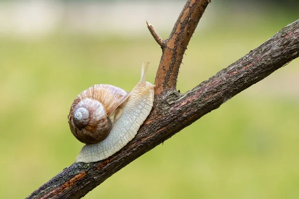 庭には観賞用のバラの枝に沿ってブドウのカタツムリが這っています — ストック写真