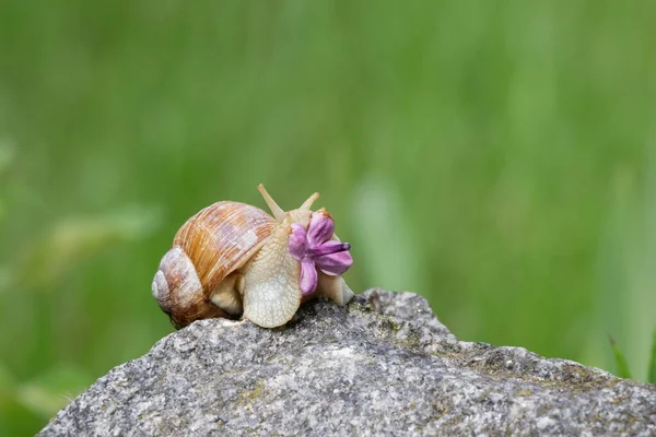 Виноград Равликів Повзає Камені Фіолетовою Бузковою Квіткою — стокове фото