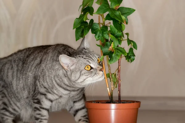 Eine Große Grau Gestreifte Katze Schnüffelt Einer Grünen Blume Einem — Stockfoto