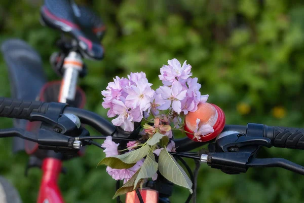 Цветущая Сакура Ветки Руле Спортивного Велосипеда Велоспорт Через Цветущий Сад — стоковое фото