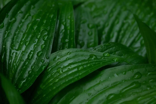 Yeşil yapraklı soyut doku. Büyük yeşil yapraklar ve bir damla su..