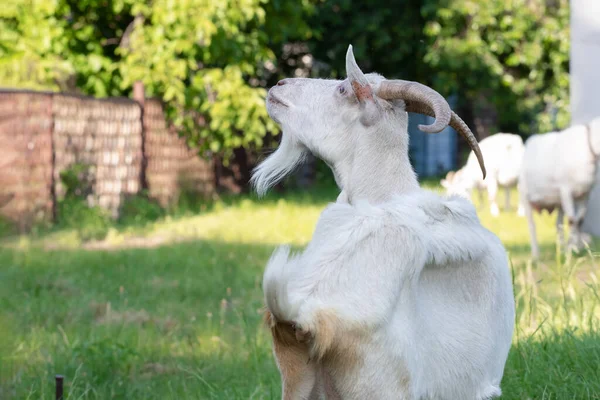 Vit Get Med Horn Tittar Upp Med Intresse Med Grönt — Stockfoto