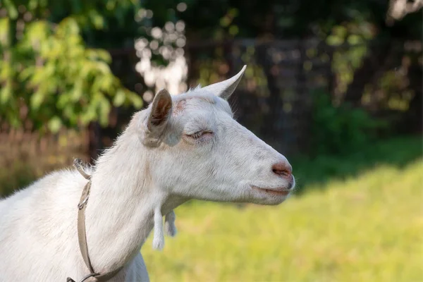 Grappige Witte Geit Sloot Haar Ogen Koestert Zich Zon Grappige — Stockfoto