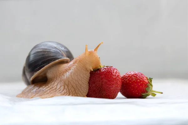 Giant Snail Pet African Snail Achatina Eats Ripe Strawberries — ストック写真