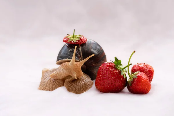 Giant snail pet.African snail achatina eats ripe strawberries.