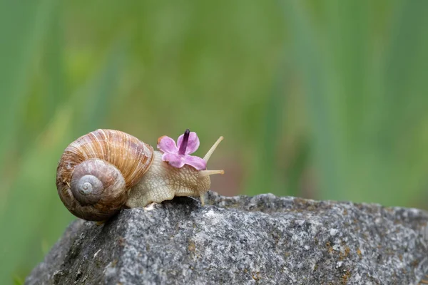 Grape Snail Lilac Flower Its Head Crawls Stone Snail Flowers — Stock Photo, Image