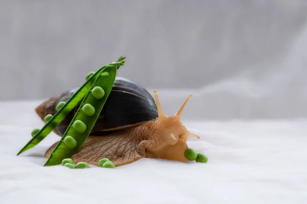 Achatina Snail Eats Young Green Peas Concept Feeding Giant African — ストック写真