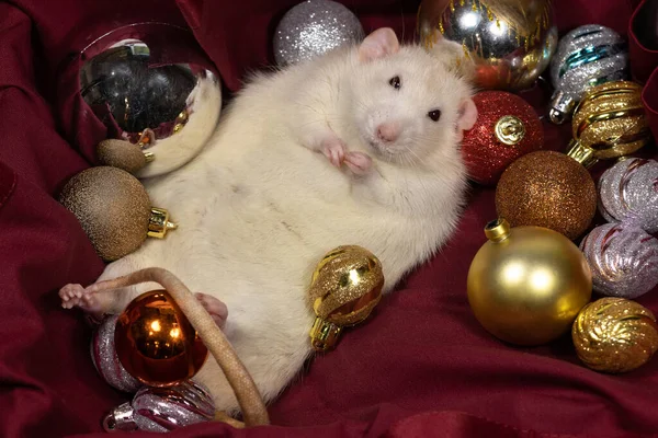 New Year and pets.New Year\'s composition with Christmas balls and a cute white decorative rat.