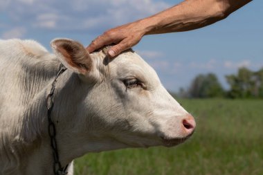Bir adamın eli buzağının kafasını okşar. Boynunda zincir olan bir buzağı çayırda otlar. Evcil hayvancılık kavramı..
