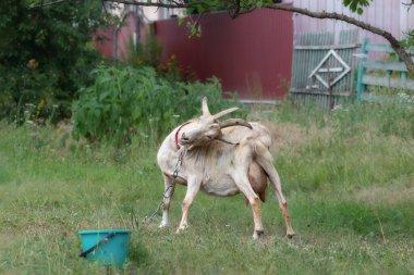 Şirin bir keçi yeşil bir yaz çimenliğinde otlar. Bir keçi boynuzlarıyla eğlenceli bir şekilde kendini kaşır. Evcil sığır yetiştirme kavramı..