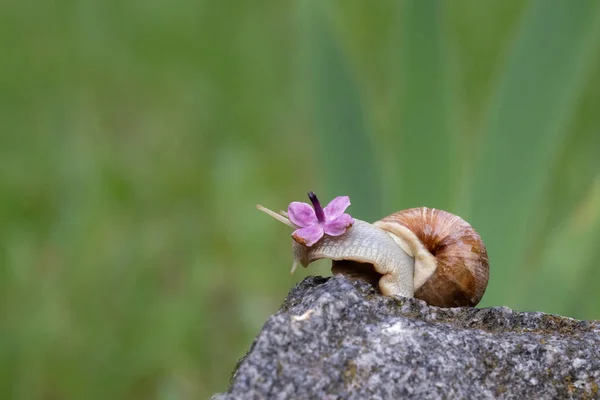 Grape snail and flowers.Garden grape snail with a flower on its head crawls on a stone.A place for text.