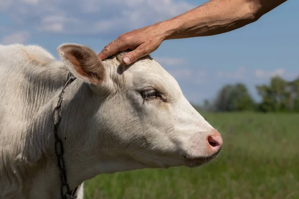 Man Hand Pats Calf Head Calf Chain His Neck Grazes — Foto de Stock