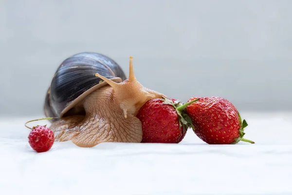 Pet and strawberries. Beautiful postcard with a large snail and strawberries.