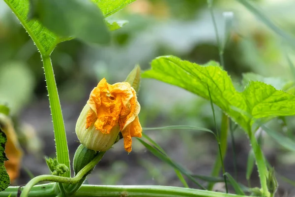 Small Sprout Pumpkin Blooming Yellow Flower Growing Pumpkins Concept Agriculture — Stok fotoğraf