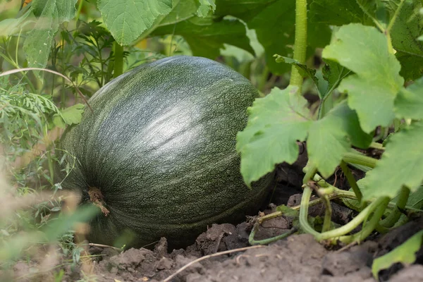 Pumpkin growing in the garden during the summer. Young pumpkin grown in the garden. Fresh organic pumpkin in field.