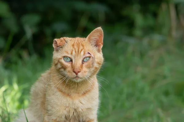 A young stray cat with a broken ear and a wound near the eye against the background of green bushes. Portrait of a homeless unfortunate cat with one ear.
