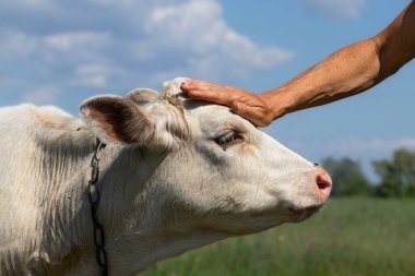 A farmer's hand pats a cute white calf on the head in a pasture on a sunny summer day.The concept of love and care for animals.