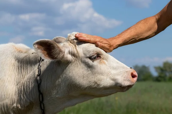 A farmer\'s hand pats a cute white calf on the head in a pasture on a sunny summer day.The concept of love and care for animals.