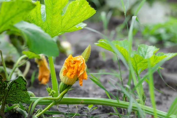 Young Pumpkin Sprout Yellow Flower Field Crops Agricultural Crops — ストック写真