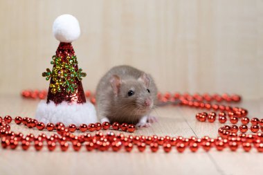 Cute decorative rat baby with santa claus hat on festive Christmas background.Christmas and pets.