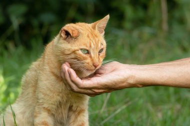 Adamın biri parkta kulağını kırmış kırmızı bir sokak kedisini elle besliyor. Evsiz hayvanları kurtarma ve onlara yardım etme kavramı..