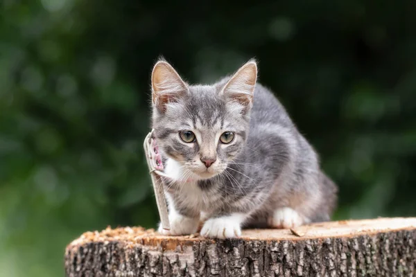 Portrait Small Gray Striped Kitten Sitting Stump Street Cute Kitten — Stock Photo, Image
