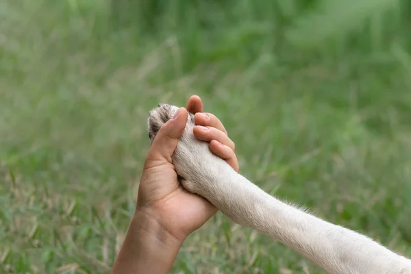 Womans hand holding a dogs paw. Conceptual image of friendship, trust, love, the help between the person and a dog.