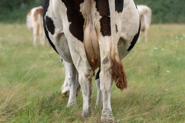 Cow Small Nipples Udder Cow Large Udder Grazes Meadow Rear — Zdjęcie stockowe
