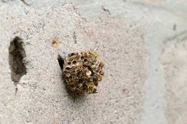 Wasp nest with wasps sitting on it.Wasp nest on the wall of an old house.