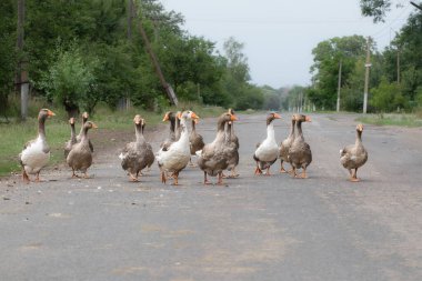Evcil bir kaz sürüsü yolu geçiyor. Köyde kümes hayvanları yetiştiriliyor..