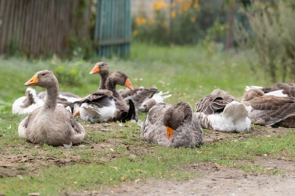 Inhemska Gäss Betar Husdjur Gäss Gatan Flock Grågäss Betar Det — Stockfoto