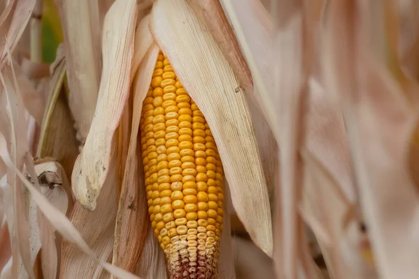 Maiskolben Auf Dem Feld Erntezeit Für Mais — Stockfoto