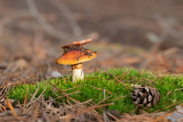 Svamp Höstskogen Hösttid Skogen — Stockfoto