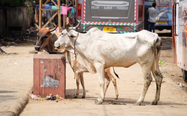 İnekler sokakta / İnekler Hindistan 'da / İnekler Hindistan' da yemek yiyor