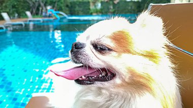 Chihuahua 'nın diline odaklan..