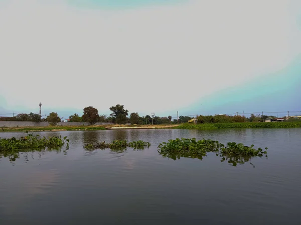 川に水のヒヤシンスが流れ 背景に空が見える — ストック写真