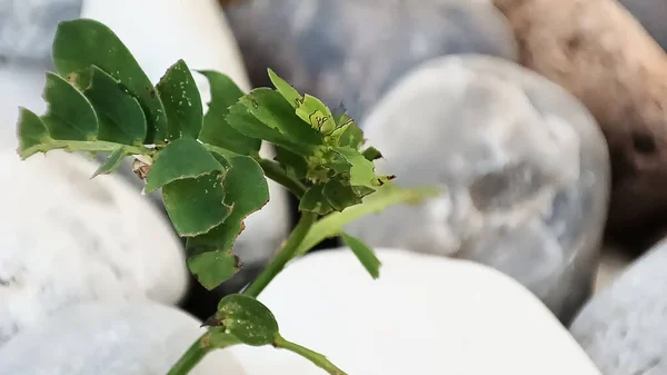 Hoja Verde Borrosa Piedra Fondo — Foto de Stock