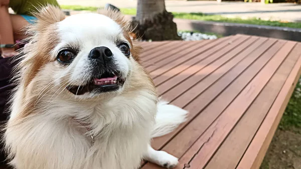 Auf Einem Braunen Holzboden Saß Ein Chihuahua Und Schaute — Stockfoto