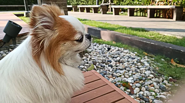 Etrafa Bakan Chihuahua Nın Yüzüne Odaklan — Stok fotoğraf