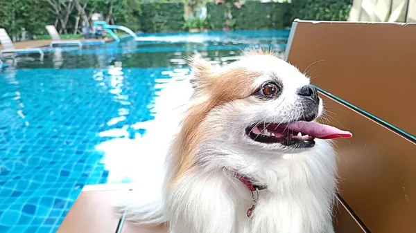Zona Desenfoque Junto Piscina Con Perro Chihuahua —  Fotos de Stock