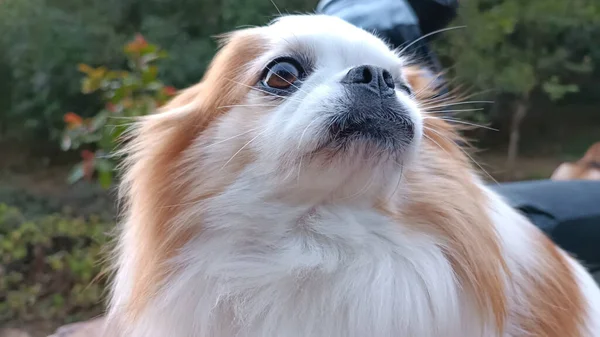 Cão Chihuahua Bonito Está Sorrindo Para Você — Fotografia de Stock