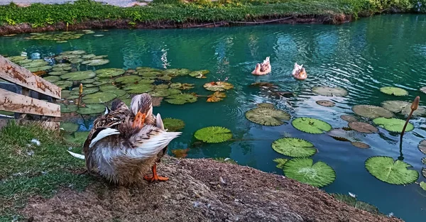 蓮の葉を持つ池の近くに鴨が立っている — ストック写真