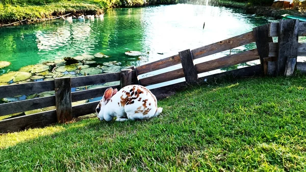 Divertido Conejito Blanco Marrón Corriendo Campo —  Fotos de Stock