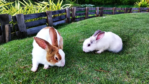 Dois Coelhos Brancos Castanhos Correndo Gramado — Fotografia de Stock